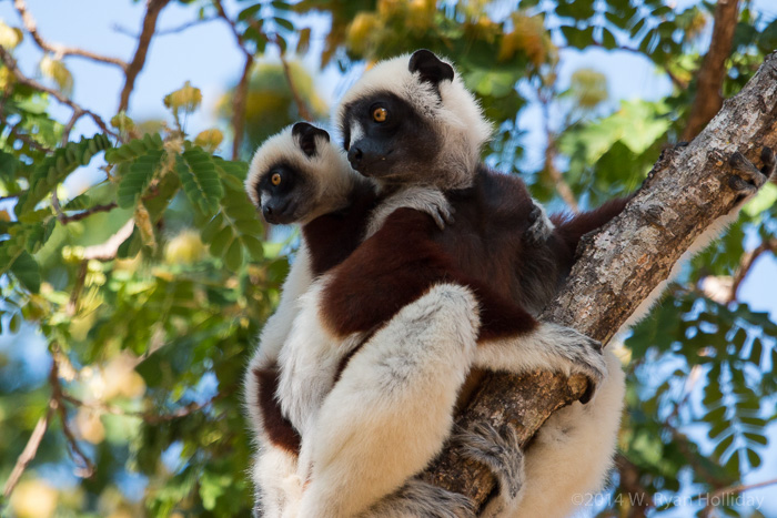 Coquerel's sifaka in Anjajavy