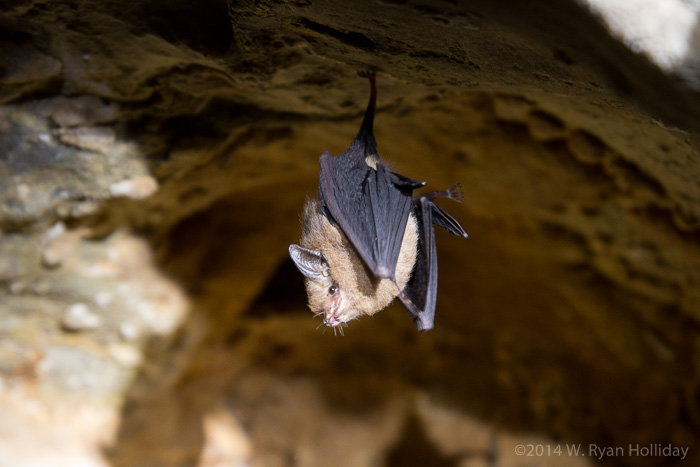 Leaf-nosed bat in Anjajavy