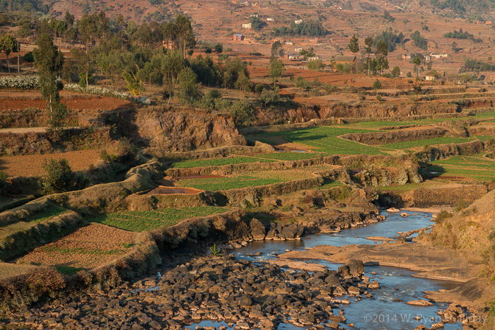 Rice fields along RN7 in Madagascar