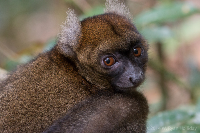 Greater bamboo lemur in Ranomafana National Park