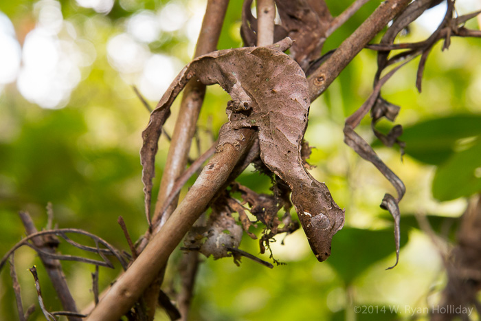 Leaf-tailed gecko in Ranomafana National Park