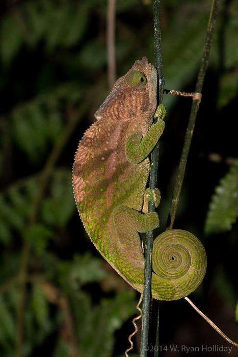 Chameleon in Ranomafana National Park