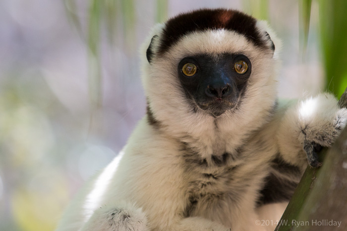 Verreaux's sifaka in Isalo National Park