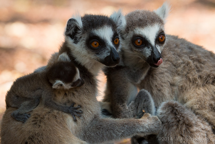 Ringtail lemurs in Berenty