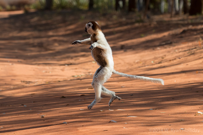 Verreaux's sifaka in Berenty