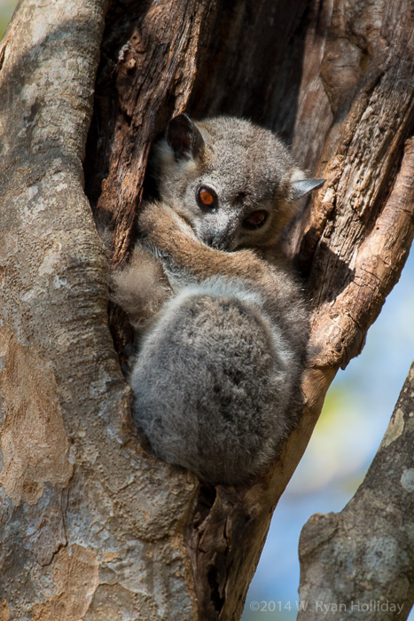 White-footed sportive lemur in Berenty