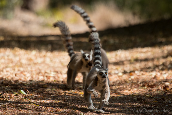 Ringtail lemurs in Berenty