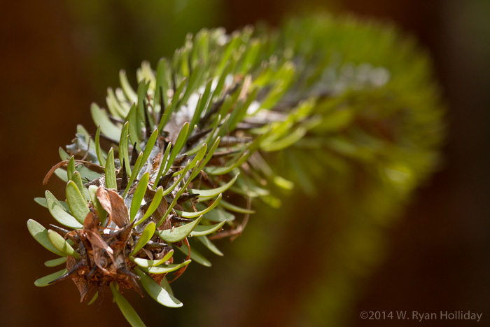 Spiny forest in Berenty