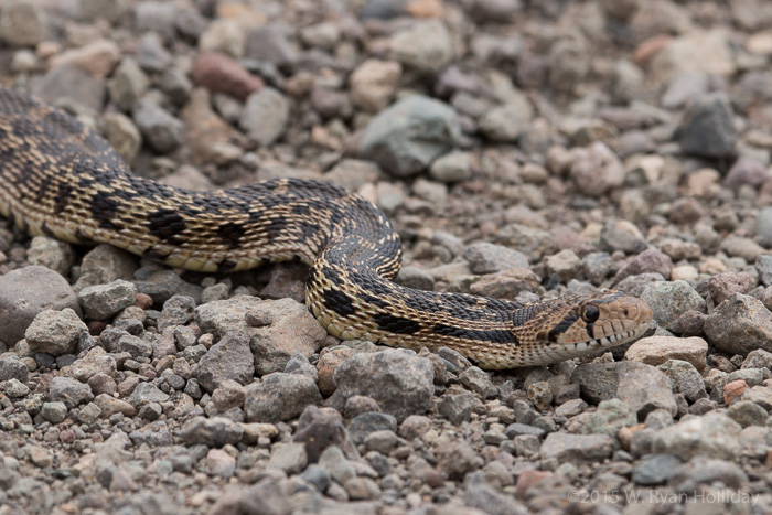 Gopher snake in Hart Mountain National Antelope Refuge