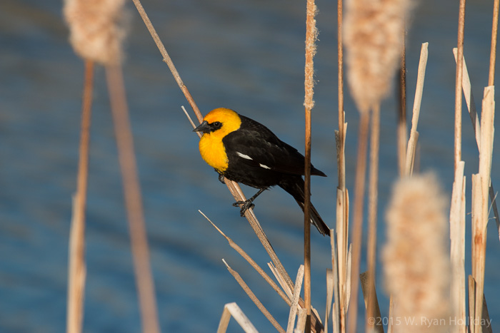 Yellow-headed blackbird in the Tule Wildlife Refuge