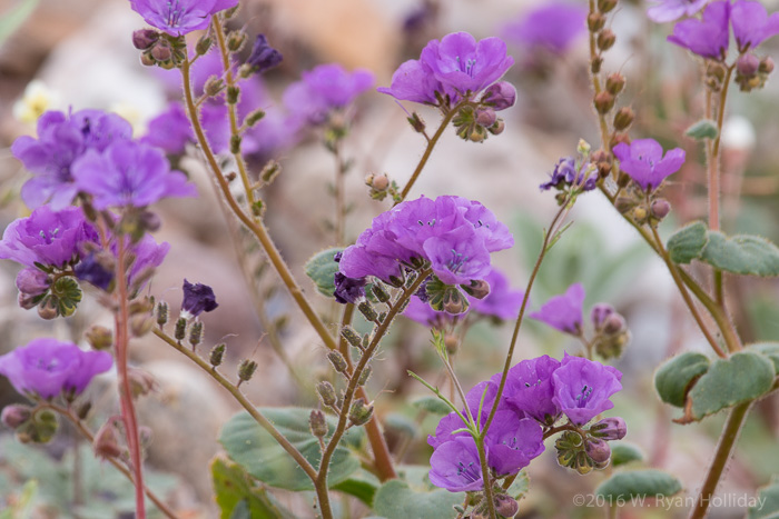 Death Valley Wildflowers