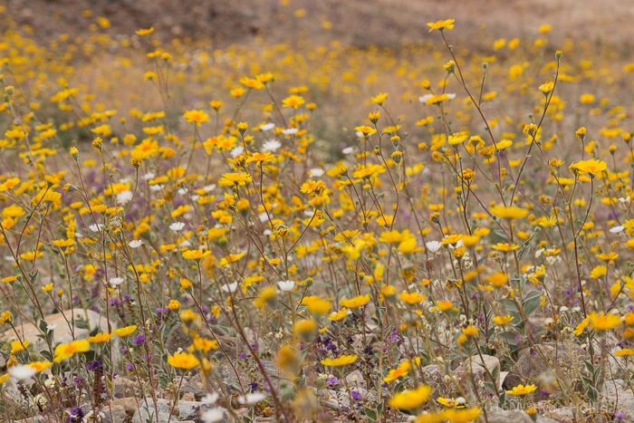 Death Valley Wildflowers