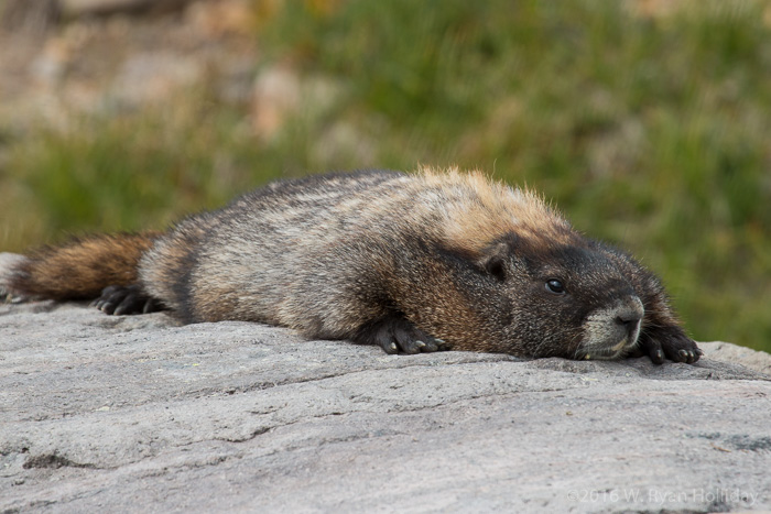 Marmot on Mt. Rainier