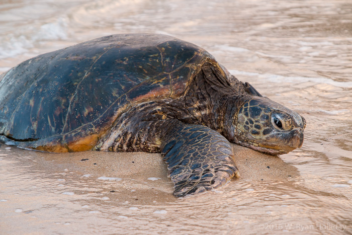 Sea Turtle in Kauai