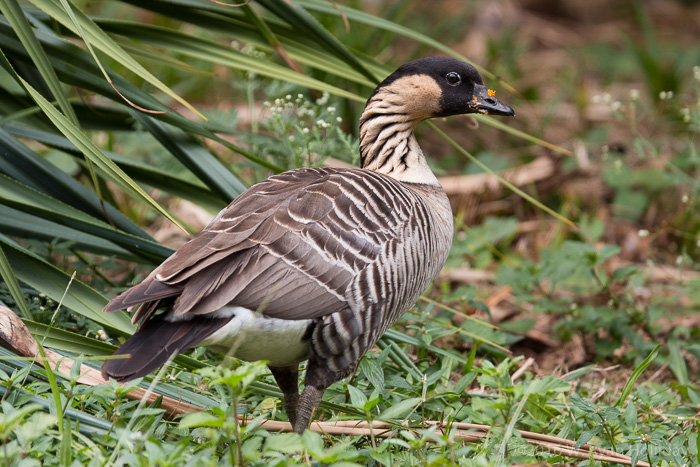 Nene in Kauai