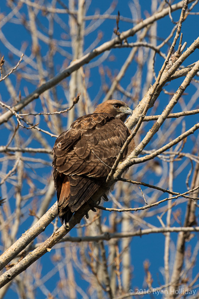 Red-tailed hawk in Merced NWR