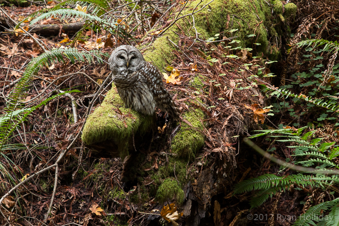 Barred owl in Muir Woods