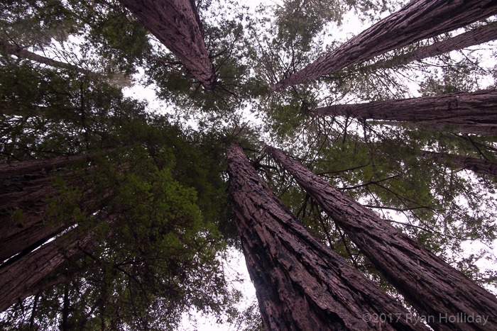 Muir Woods Redwoods