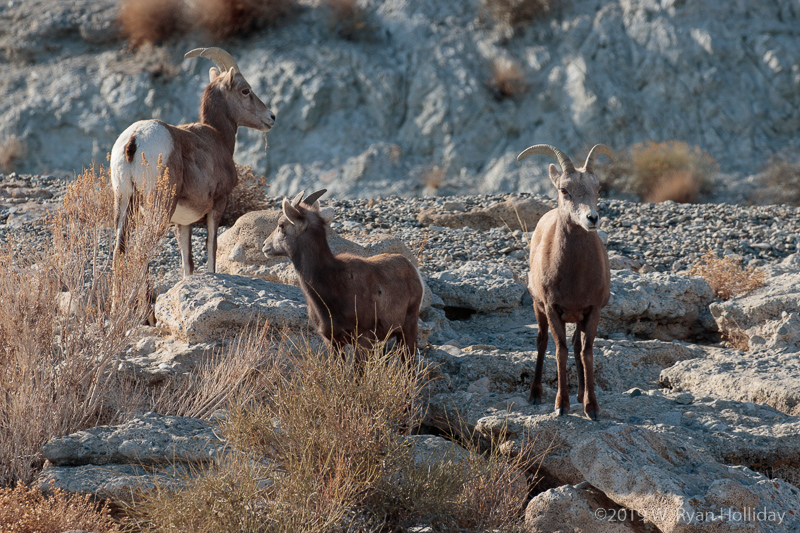 Desert Bighorn near Walker Lake, Nevada