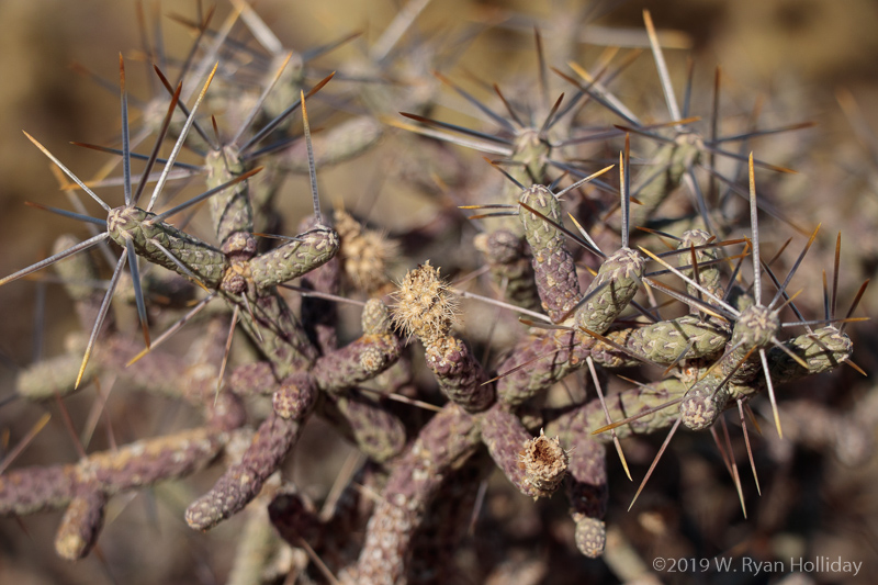 Cactus Detail, Mojave National Preserve