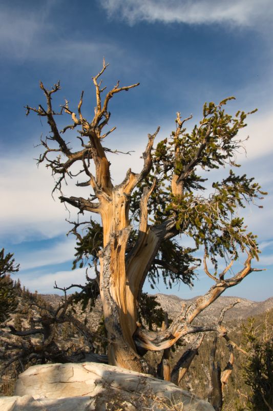 Ancient Bristlecone Pine