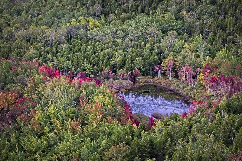 Fall Color, Beehive Trail, Acadia National Park