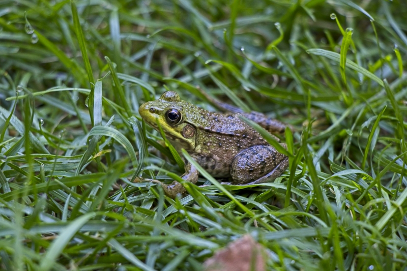 Frog in Saint Gaudens National Historic Park