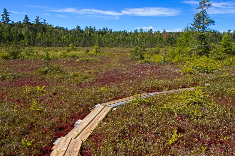 Philbrick-Cricenti bog trail