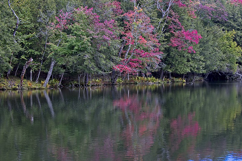 Fall color in Lake Julia Preserve