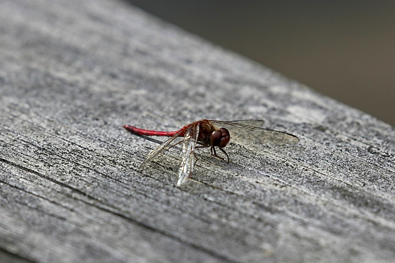 Dragonfly, Huckleberry Swamp