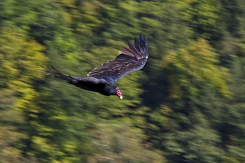 Vulture, Letchworth State Park