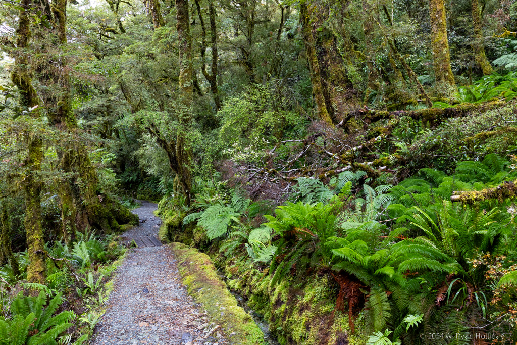 Fiordland National Park Rainforest