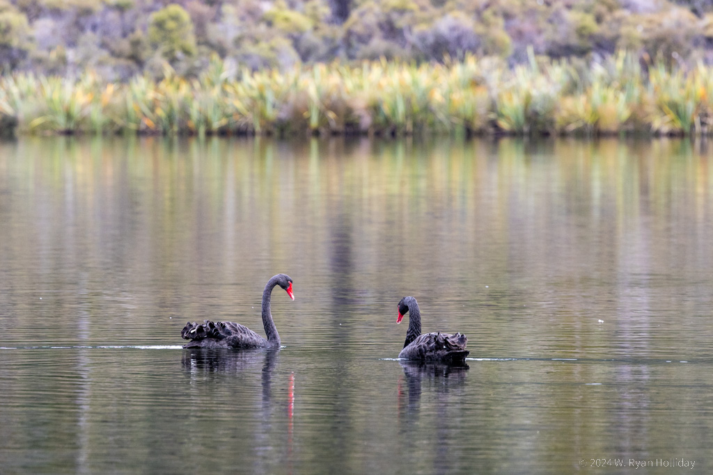 Black Swans, Lake Moeraki