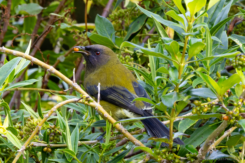 Bell Bird, Lake Moeraki