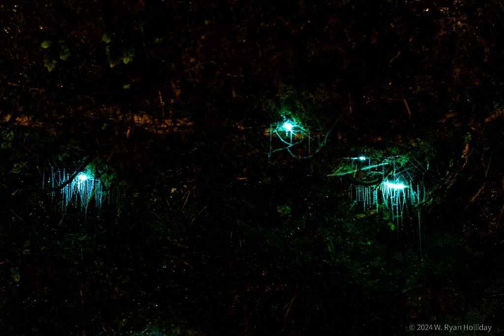 Waitomo Glowworms