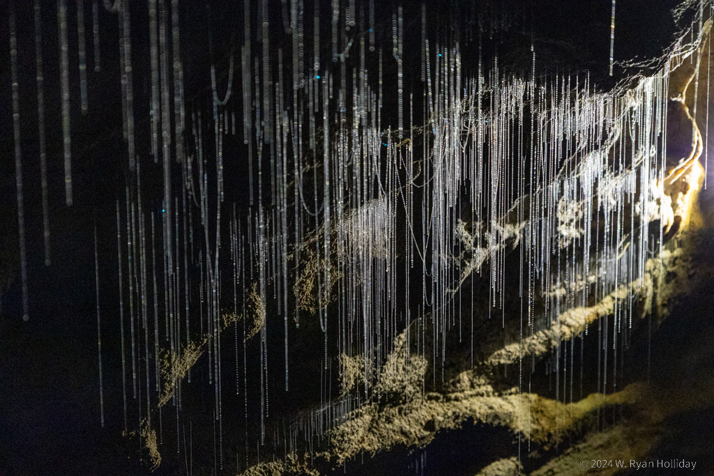 Glowworm Threads, Ruakuri Cave