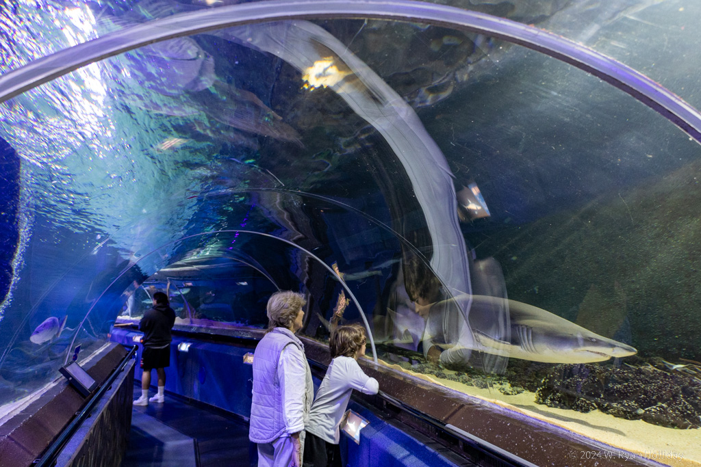Sea Life Aquarium, Auckland
