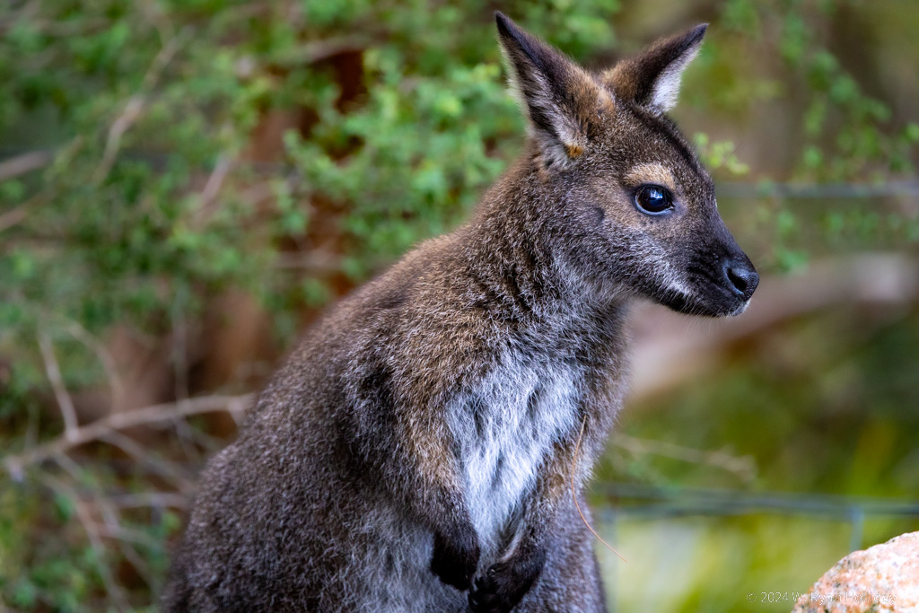 Wallaby, Freycinet National Park