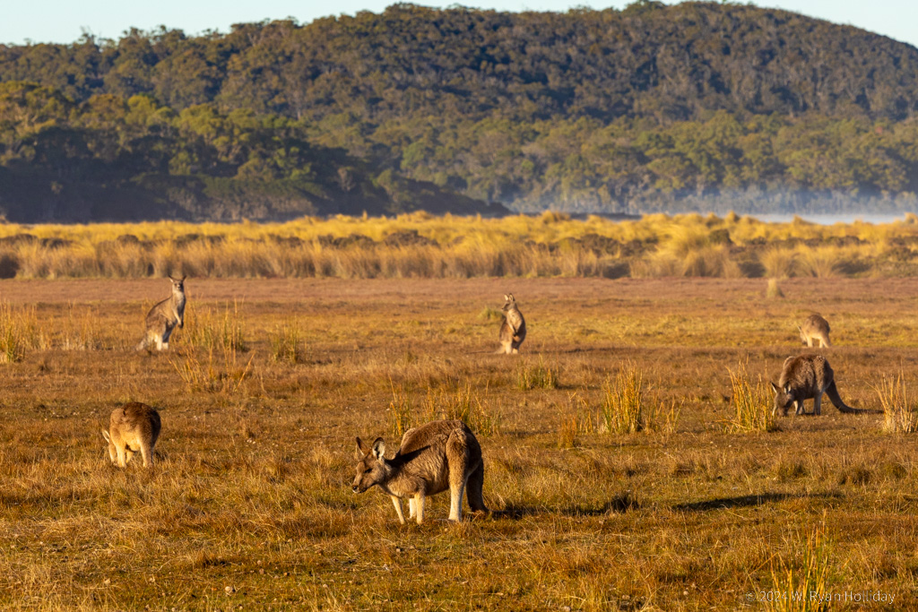 Kangaroos, Narawntapu National Park