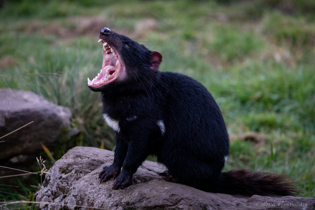 Tasmanian Devil, Devils@Cradle Wildlife Park