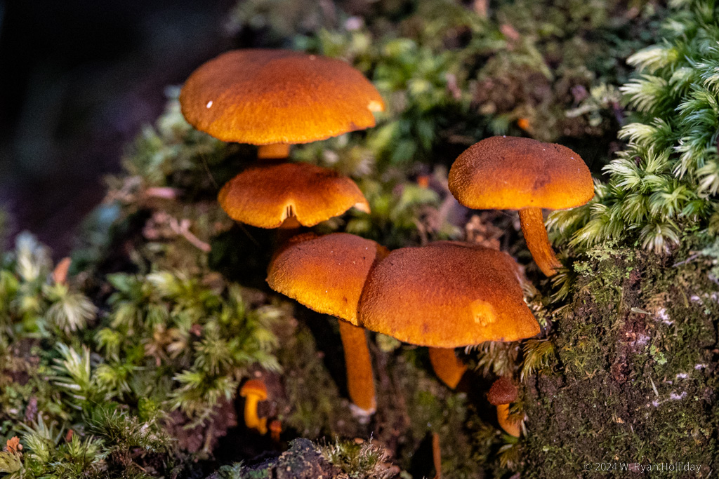 Mushrooms, Mt. Field National Park