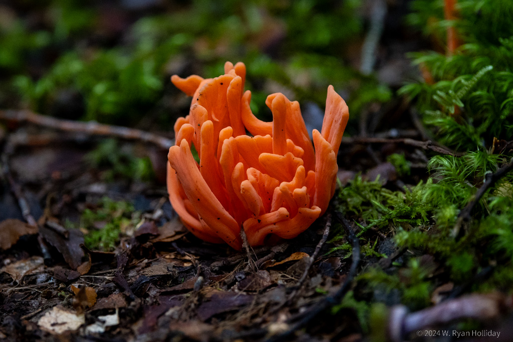Fungi, Mt. Field National Park