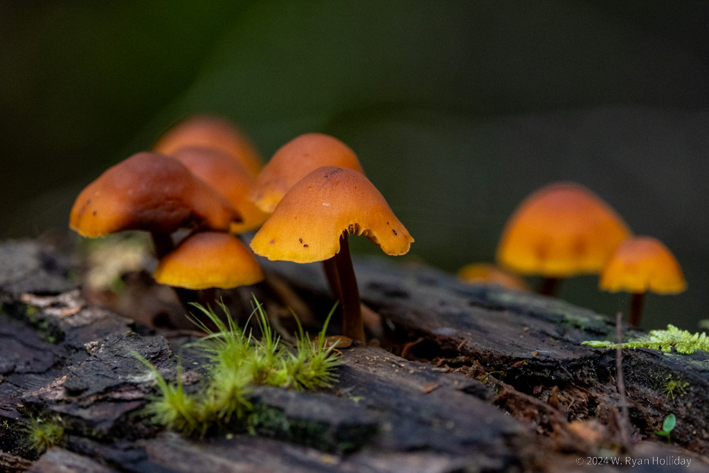 Mushrooms, Mt. Field National Park