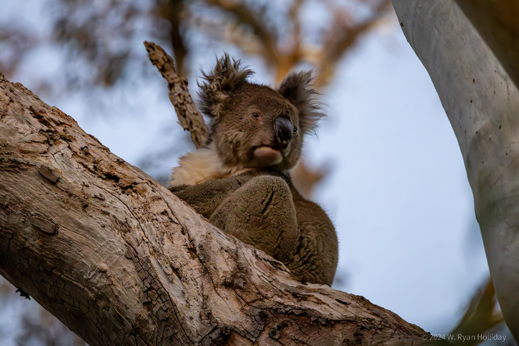 Koala, Kangaroo Island
