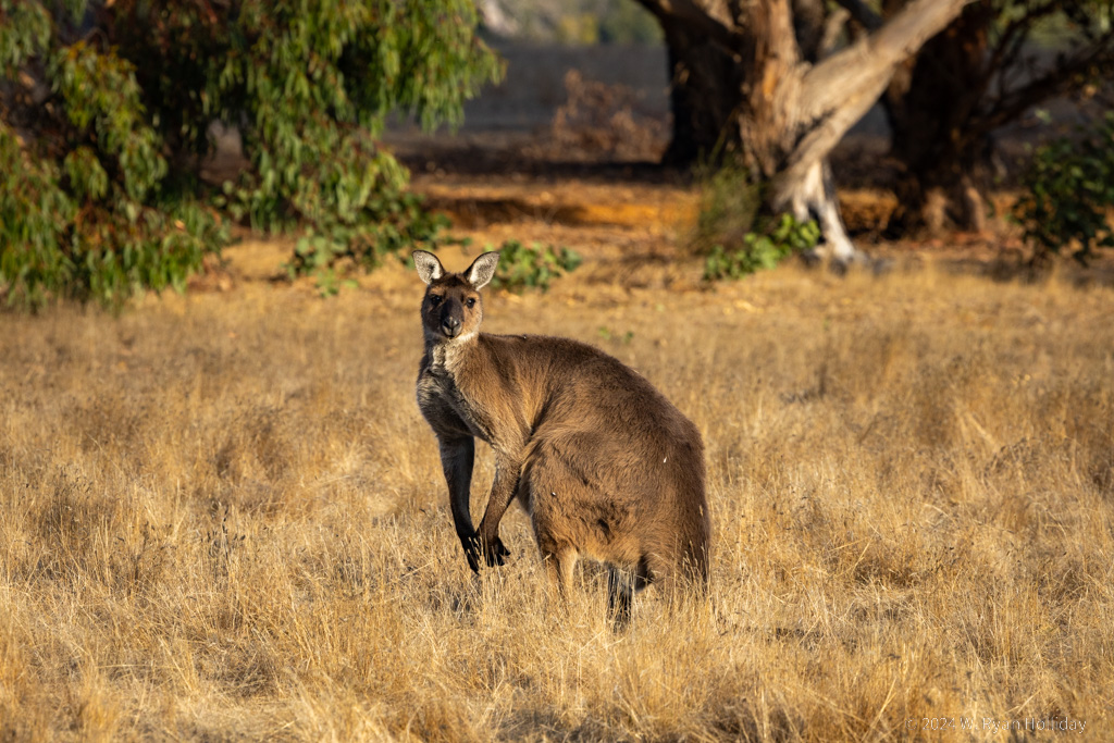 Western Grey Kangaroo, Hanson Bay Wildlife Sanctuary