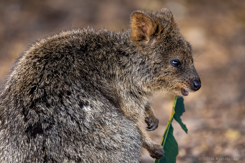 Quokka, Rottnest Island