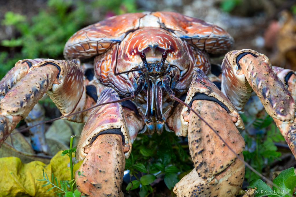 Coconut Crab, Christmas Island