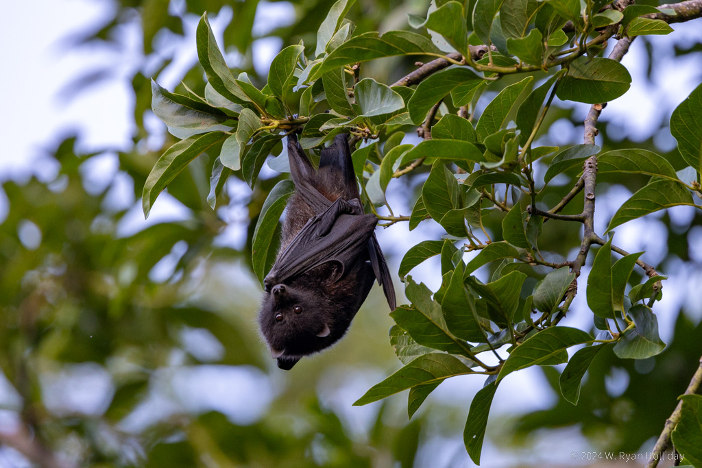 Flying Fox, Christmas Island