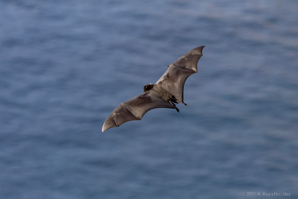 Flying Fox, Christmas Island