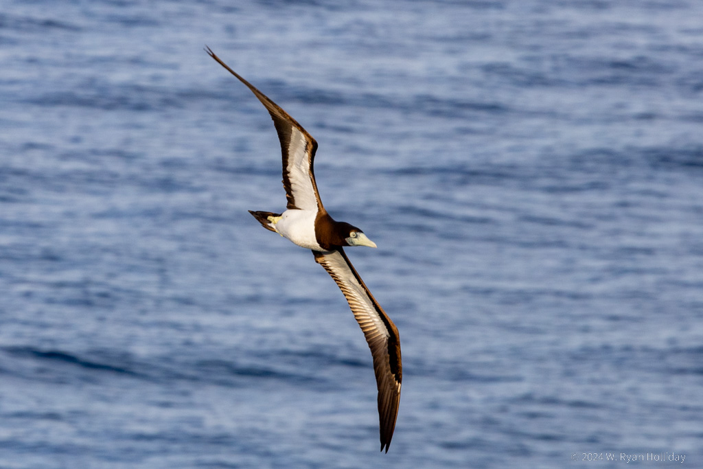 Brown Booby, Christmas Island